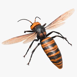 Vespa Mandarinia Flying Pose