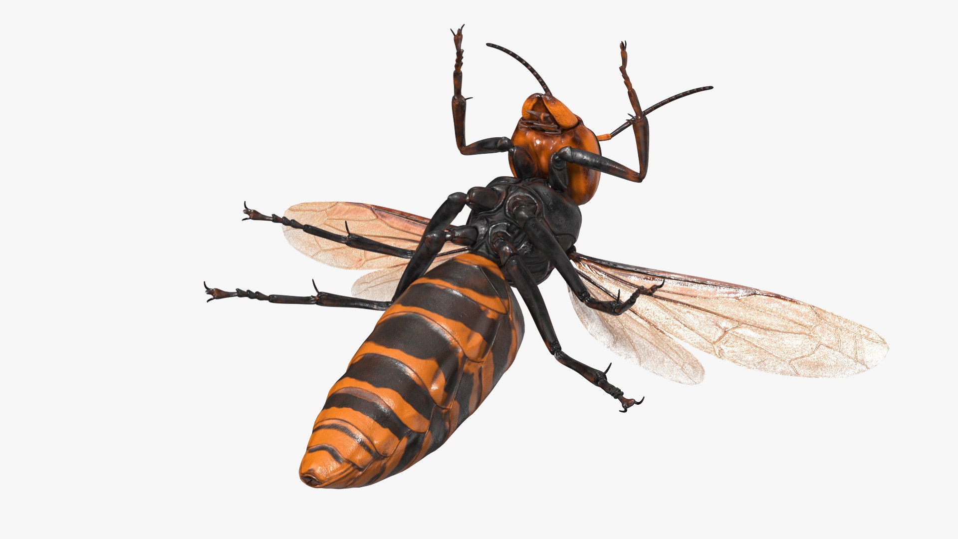 Vespa Mandarinia Flying Pose 3D https://p.turbosquid.com/ts-thumb/h9/7Cw3EV/gG/vespamandariniaflyingposec4dmodel009/jpg/1724917675/1920x1080/fit_q87/830f314708c00f0c345762567c8f7132cff911f8/vespamandariniaflyingposec4dmodel009.jpg