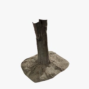 Anydrafts Cinnamomum burmannii Trunk 24 3d model