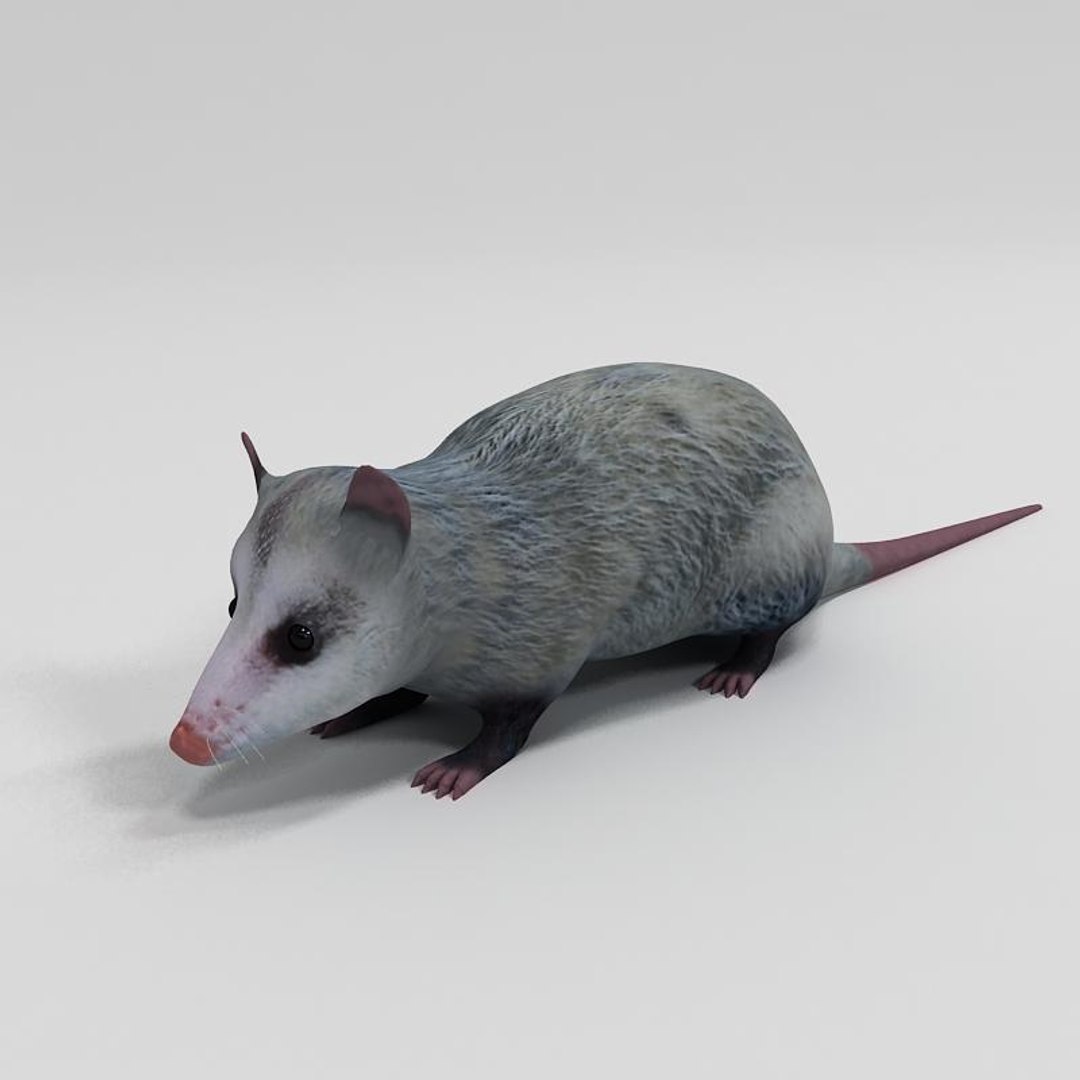 3d x opossum animals marsupials https://p.turbosquid.com/ts-thumb/h9/BakqYt/aIlYDhXg/opossumc02/jpg/1235212492/1920x1080/fit_q87/61f1e6449beec2c451283646a25fbf3732d03709/opossumc02.jpg