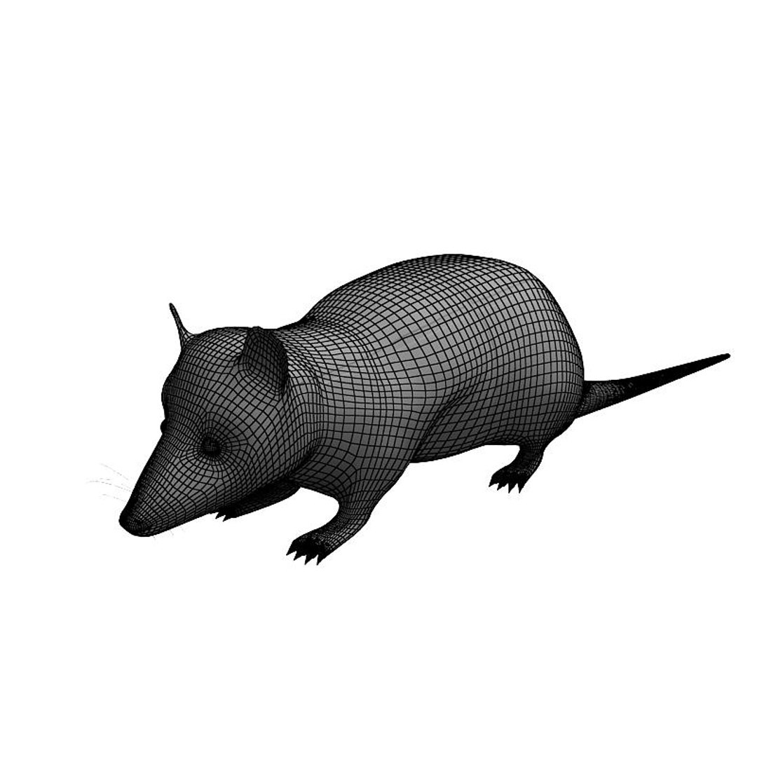 3d x opossum animals marsupials https://p.turbosquid.com/ts-thumb/h9/BakqYt/uyFinQXF/opossumw02/jpg/1235212522/1920x1080/fit_q87/cf8d174eb5d6d87105b1af0942df75094368d5ab/opossumw02.jpg
