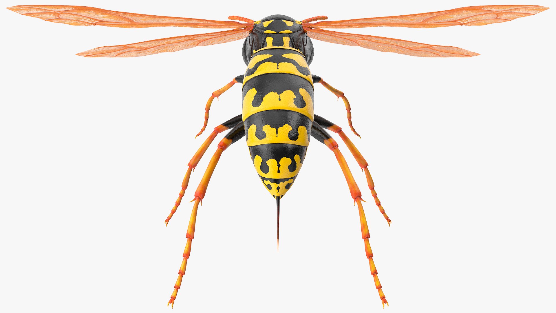 Paper wasp 3D model - TurboSquid 1629202