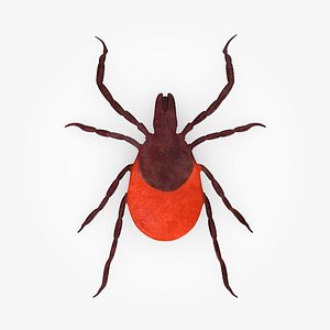 max ixodes female