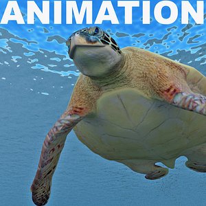 Turtle Chelonia Mydas Animation