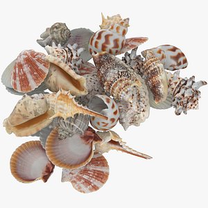 3D Seashell Pile v1 model