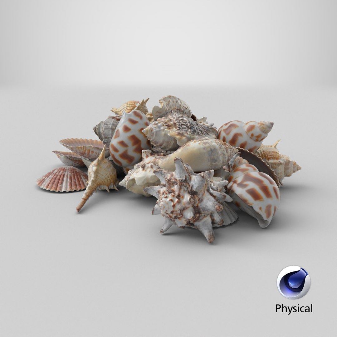 3D Seashell Pile v1 model https://p.turbosquid.com/ts-thumb/h9/RMxzPG/np/stemcell_cinema_4d_physical_render/png/1722361652/1920x1080/fit_q87/72a973a235052e9607f150aec06d94db70e9e9ab/stemcell_cinema_4d_physical_render.jpg