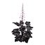 3D Primo Black Pearl Coral Bells 3D pack model