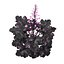 3D Primo Black Pearl Coral Bells 3D pack model
