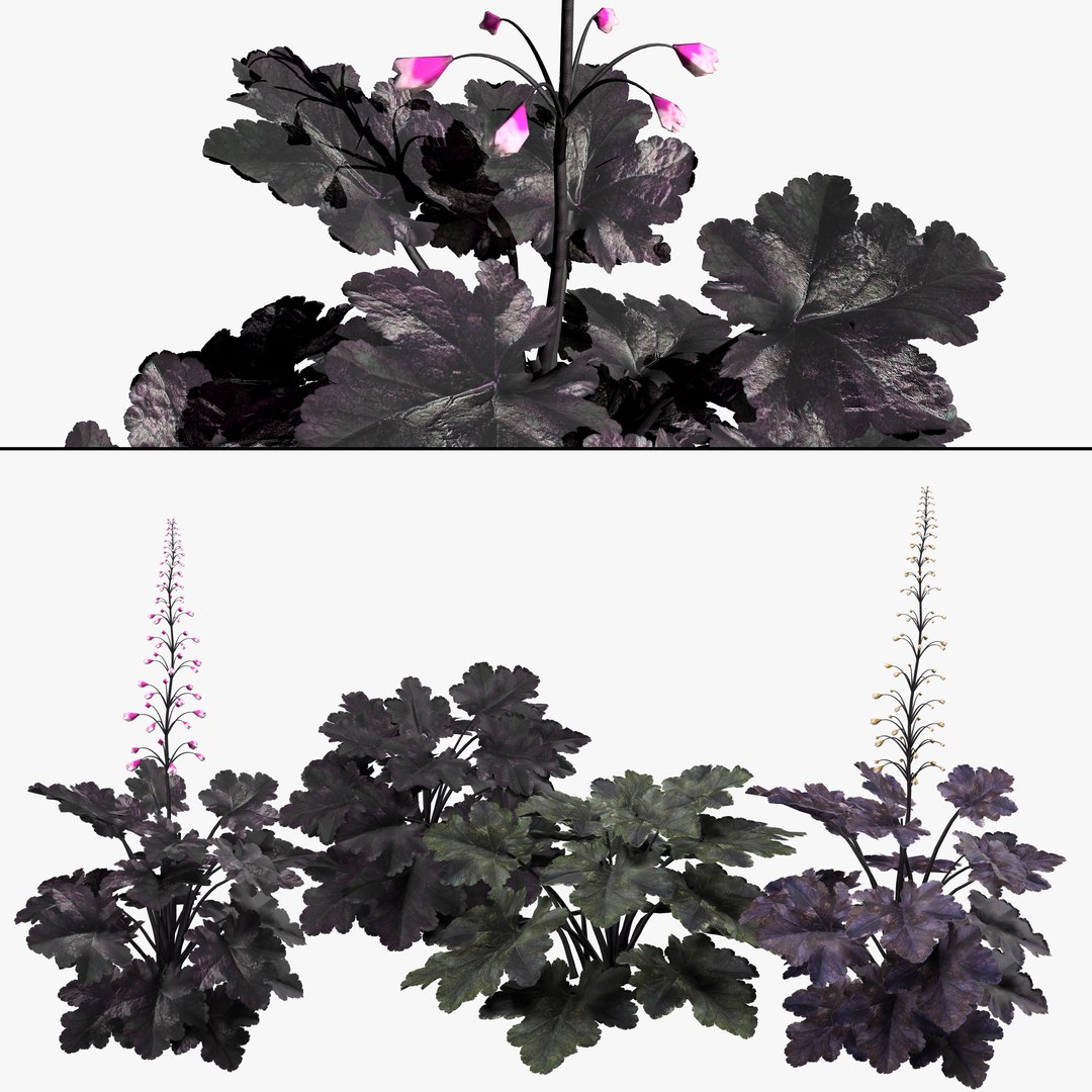 3D Primo Black Pearl Coral Bells 3D pack model https://p.turbosquid.com/ts-thumb/h9/WJBIbH/Dh/search/jpg/1704328655/1920x1080/fit_q87/29f084b6f62c2409f092d1b644d3c129153e65a1/search.jpg