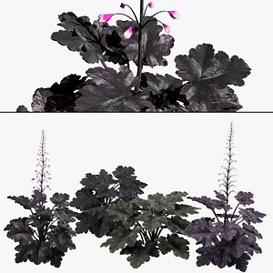 3D Primo Black Pearl Coral Bells 3D pack model
