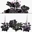 3D Primo Black Pearl Coral Bells 3D pack model