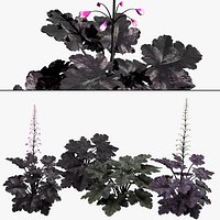 Primo Black Pearl Coral Bells pack