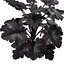 3D Primo Black Pearl Coral Bells 3D pack model