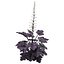 3D Primo Black Pearl Coral Bells 3D pack model