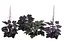 3D Primo Black Pearl Coral Bells 3D pack model
