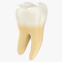Lower Second Molar