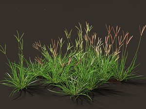 Eleusine indica - Indian Goosegrass 3D model