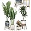 Plantas em vaso Conjunto 42