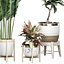 Plantas em vaso Conjunto 42