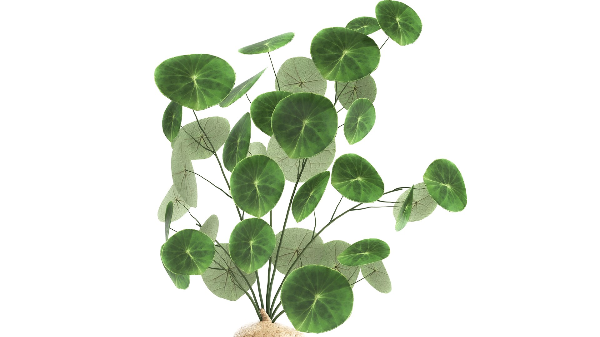 3D plants interior pots https://p.turbosquid.com/ts-thumb/h9/iBnXkR/Dc/1stephaniaerectaxl2603202102/jpg/1616848315/1920x1080/fit_q87/1b20fcdeda8c1e862c7847ea908c4abfae3bd8e1/1stephaniaerectaxl2603202102.jpg