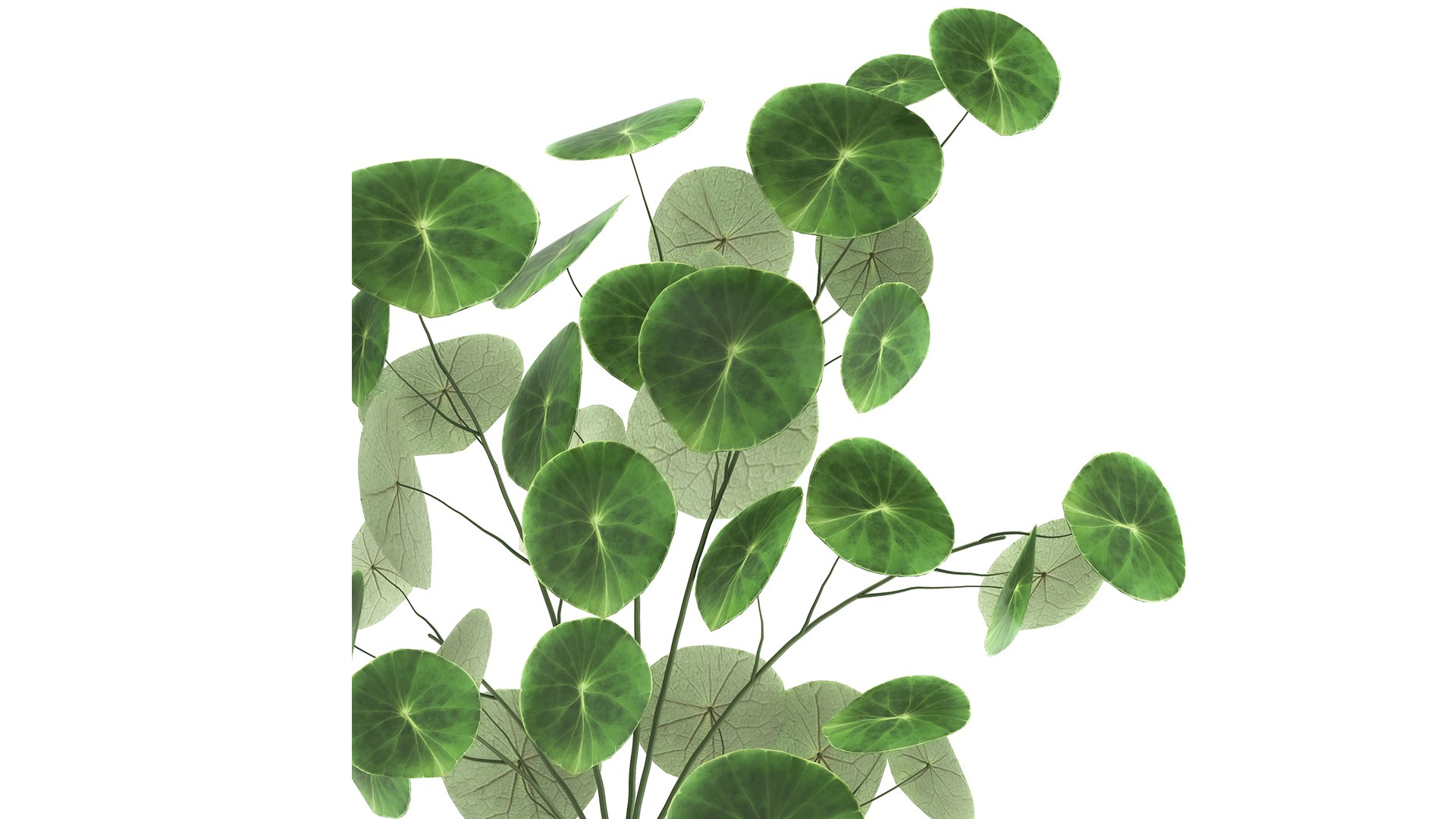 3D plants interior pots https://p.turbosquid.com/ts-thumb/h9/iBnXkR/ET/1stephaniaerectaxl2603202103/jpg/1616848321/1920x1080/fit_q87/baf2dd1bfeb1cbbbf7f44831d686e9ecec060a0f/1stephaniaerectaxl2603202103.jpg