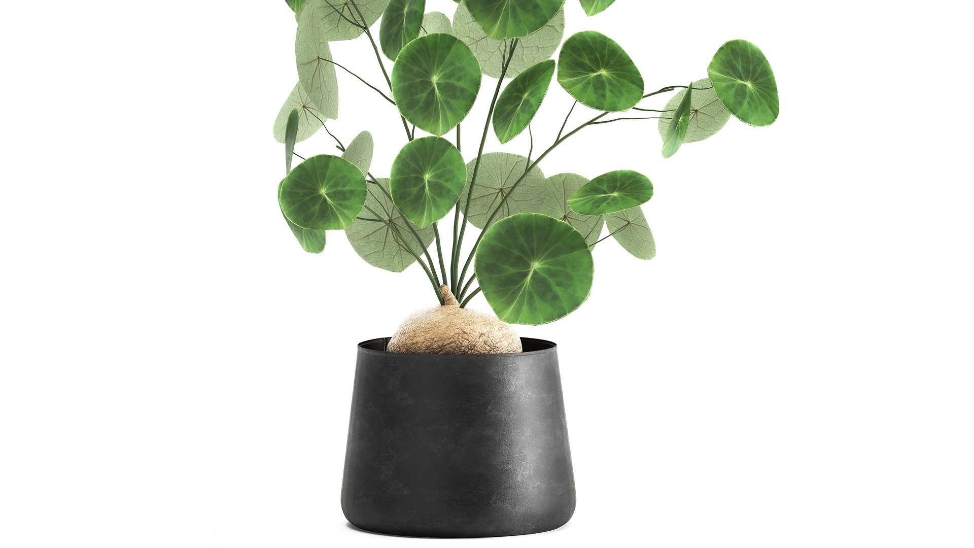 3D plants interior pots https://p.turbosquid.com/ts-thumb/h9/iBnXkR/ZL/1stephaniaerectaxl2603202101/jpg/1616848316/1920x1080/fit_q87/2fe8322265ae90721b5700bfed834b7796738a2d/1stephaniaerectaxl2603202101.jpg