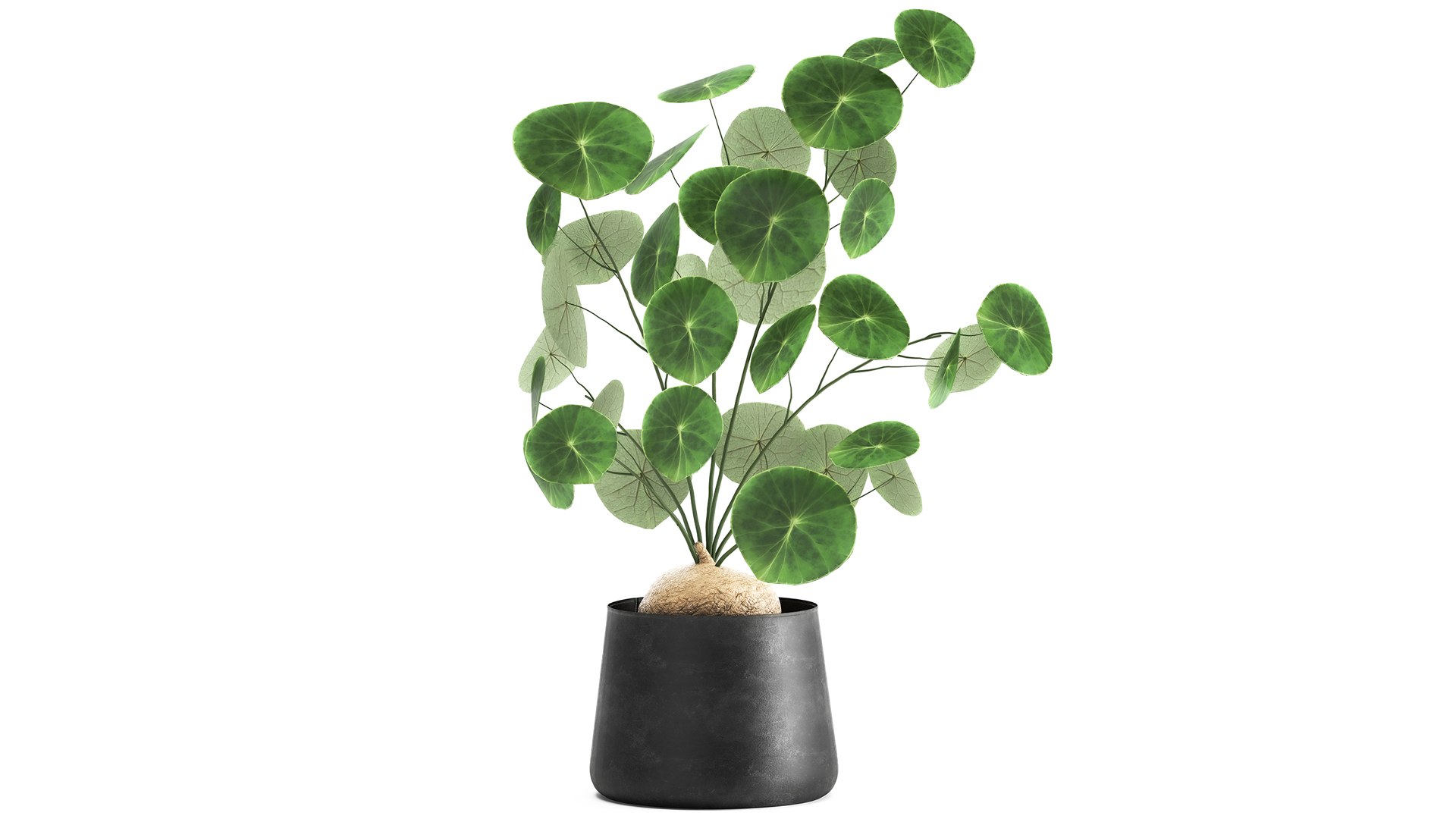 3D plants interior pots https://p.turbosquid.com/ts-thumb/h9/iBnXkR/xk/1stephaniaerectaxl2603202100/jpg/1616848314/1920x1080/fit_q87/af6a7914b5b3bb78fdf5967d2c0ae95f6a3929b3/1stephaniaerectaxl2603202100.jpg