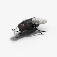 Housefly Animated