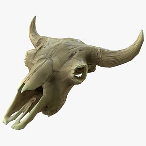 3D cow skull