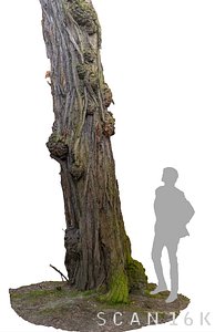 3d acacia tree
