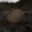 Potato
