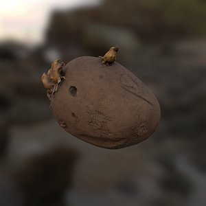 Potato