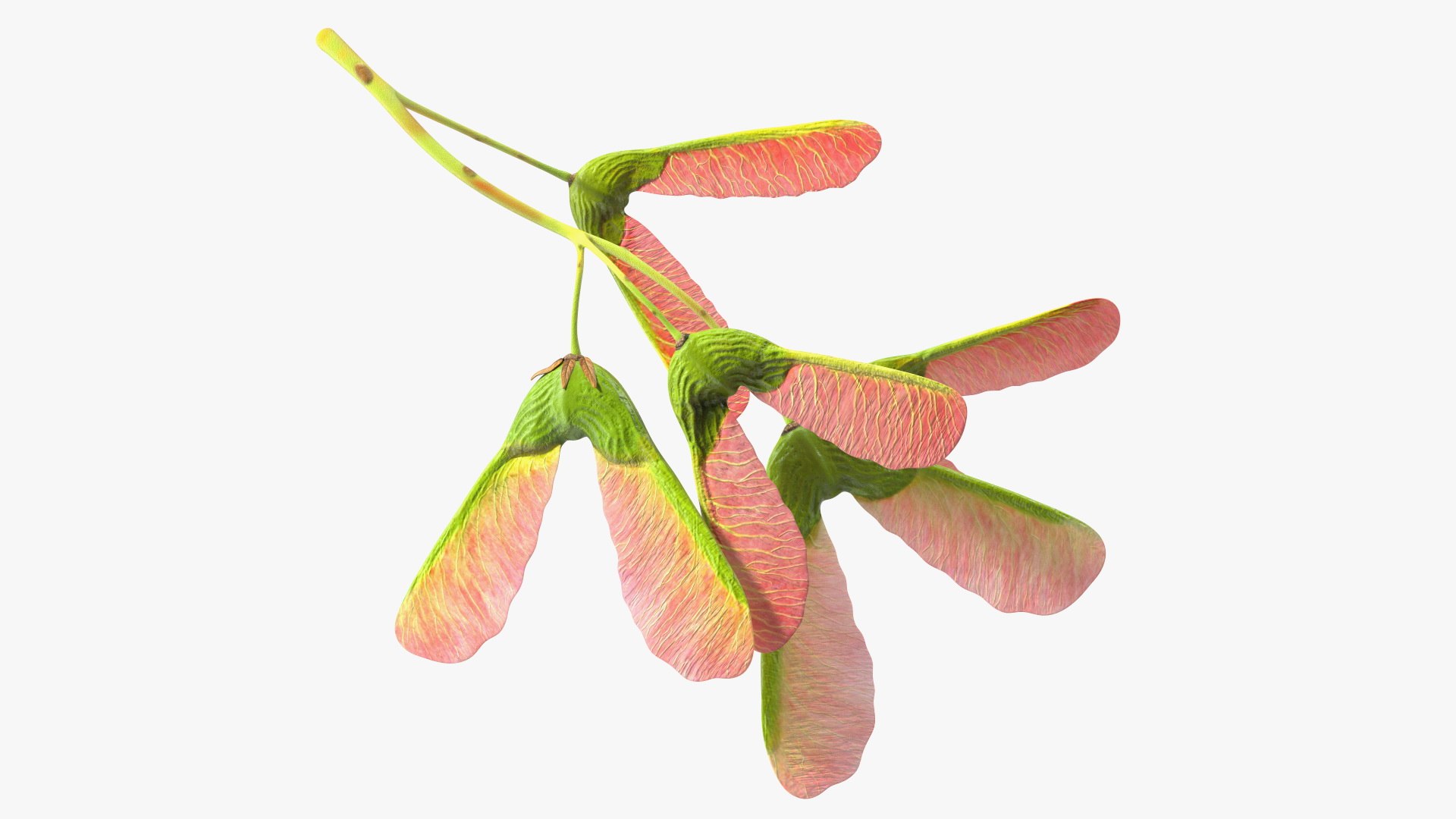 Pink Maple Seeds Branch 3D model preview
