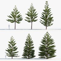 Araucaria heterophylla Norfolk Lsland Pine