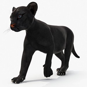 3D Black Panther Cub Rigged for Maya model