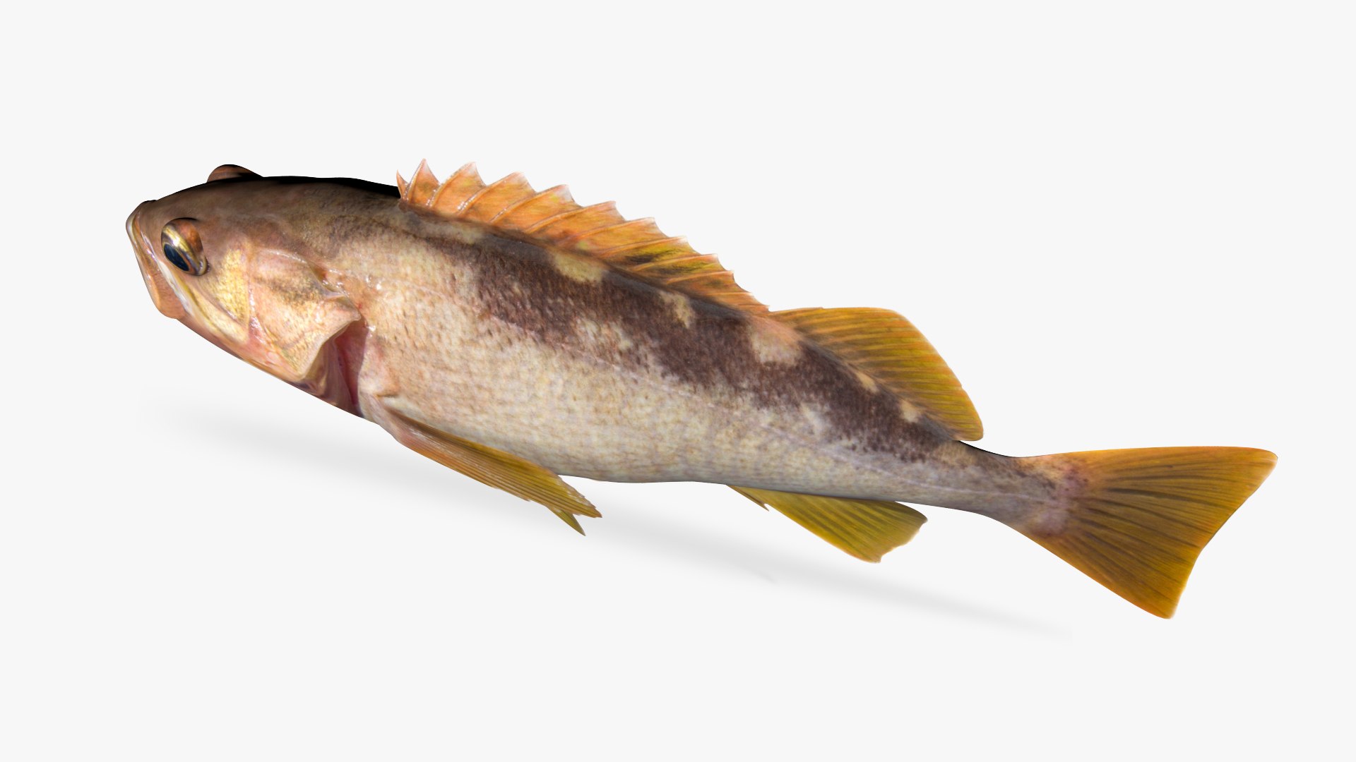 Olive Rockfish 3D Model TurboSquid 1683327