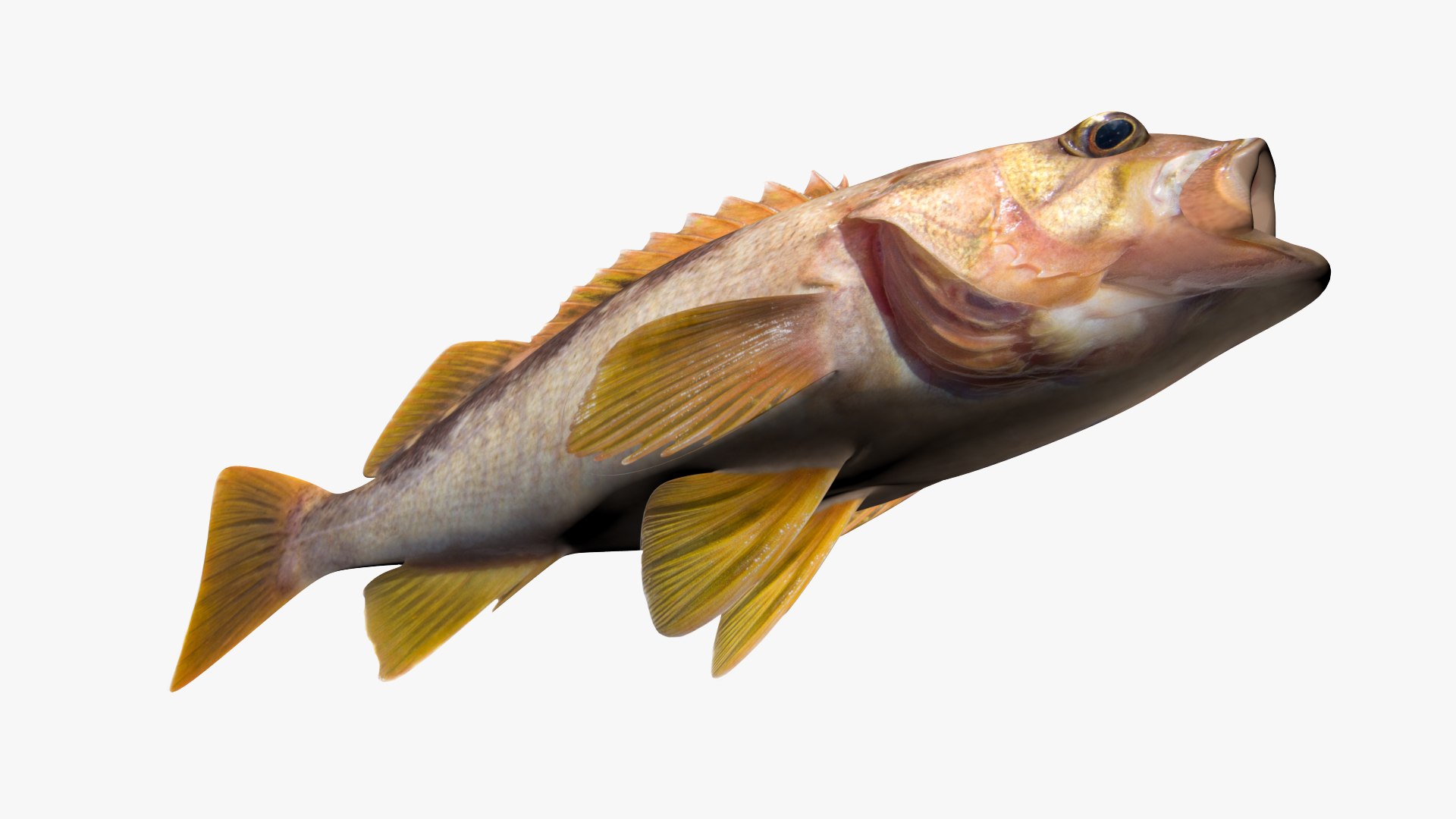 Olive Rockfish 3D Model TurboSquid 1683327