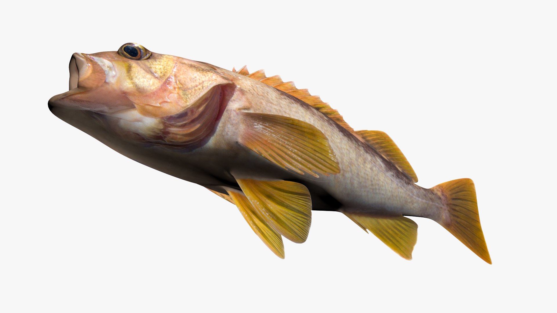 Olive Rockfish 3D Model TurboSquid 1683327