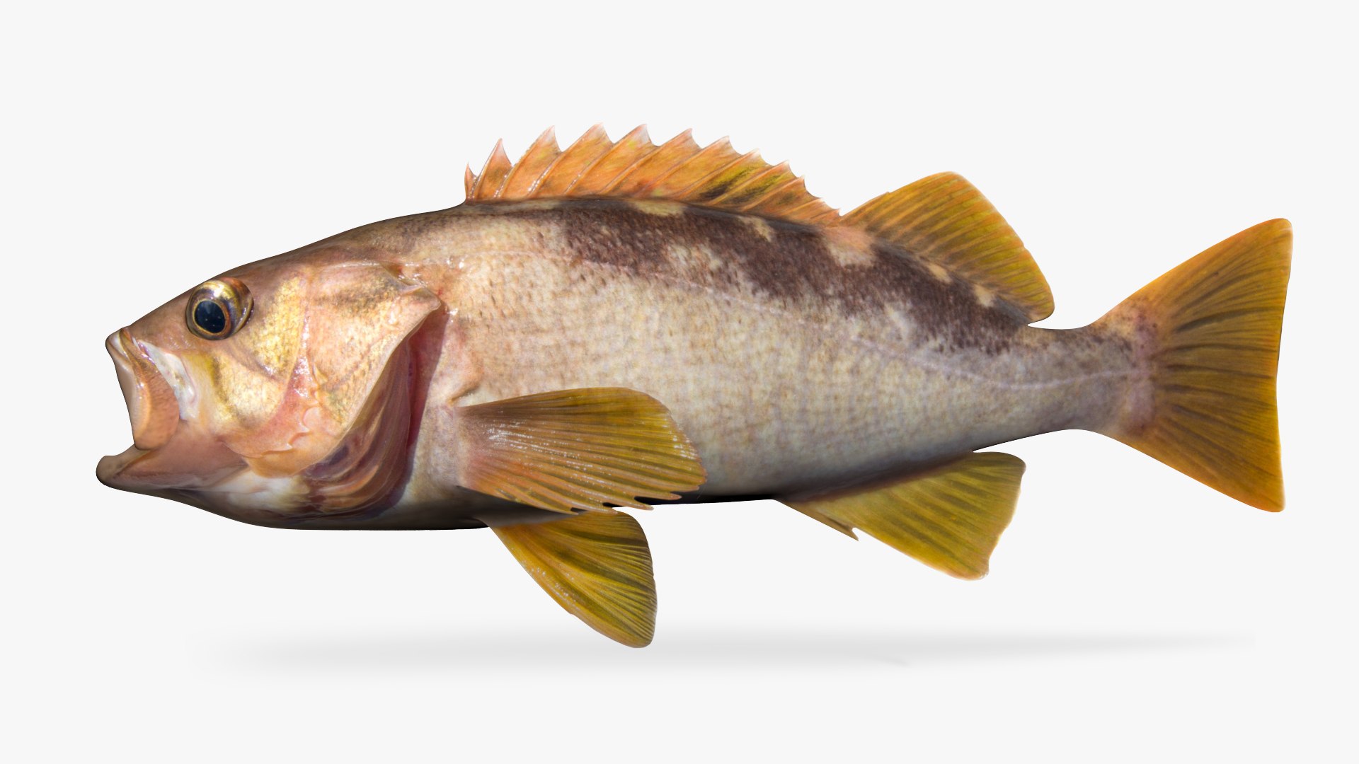 Olive Rockfish 3D Model TurboSquid 1683327