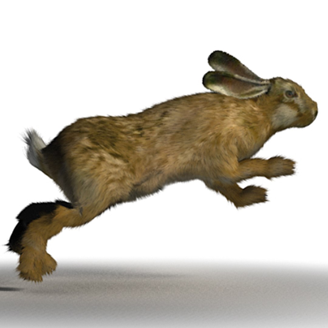 realistic rabbit xsi https://p.turbosquid.com/ts-thumb/hA/Cwm5D5/iN0OM3ef/rabbit02/jpg/1250163060/1920x1080/fit_q87/731b10309f6d45076cdbd020a4298959b8c3160b/rabbit02.jpg
