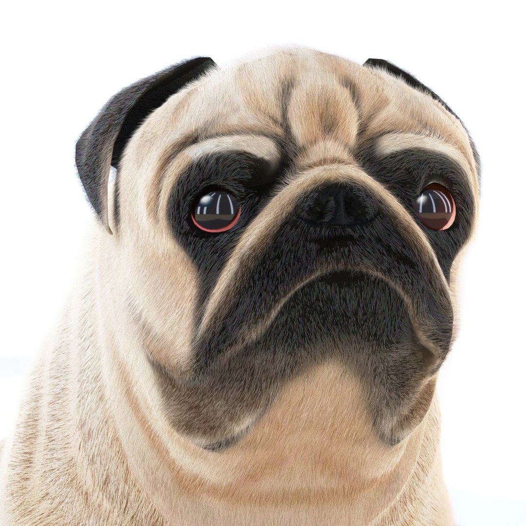 Dog pug 3D model - TurboSquid 1409789