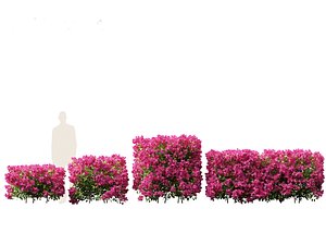Bougainvillea glabra - Lesser bougainvillea 01 3D model