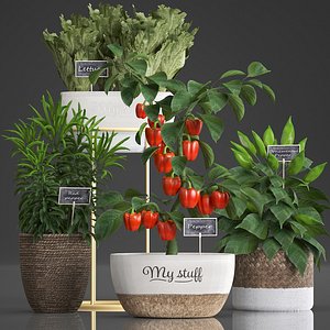 decorative plants kitchen pepper model