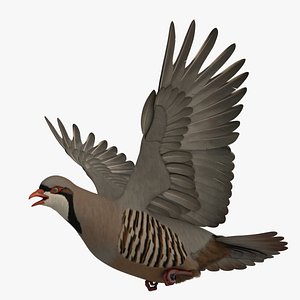 3D model rigged chukar partridge