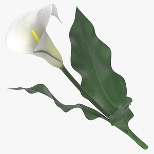Zantedeschia - White