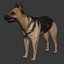 3d model dugm01 dog anatomy male female