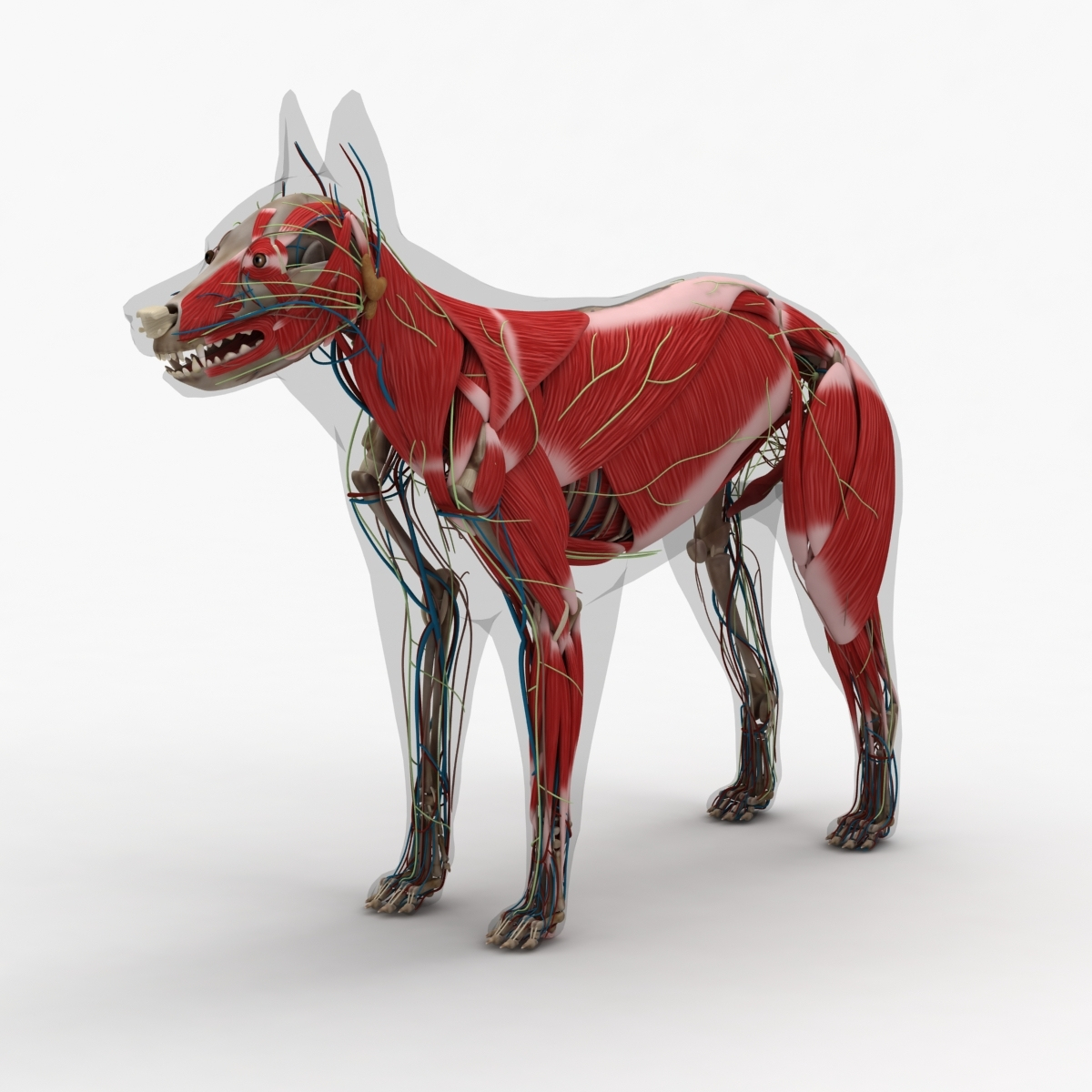 雄＆雌犬の解剖学3Dモデル - TurboSquid 805212