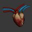 3d model dugm01 dog anatomy male female