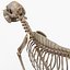 3d model dugm01 dog anatomy male female