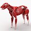 3d model dugm01 dog anatomy male female